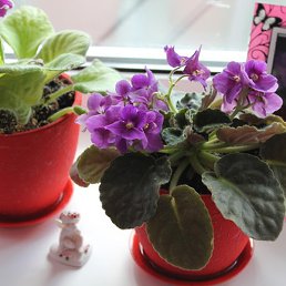 ����, ������, 46 ���