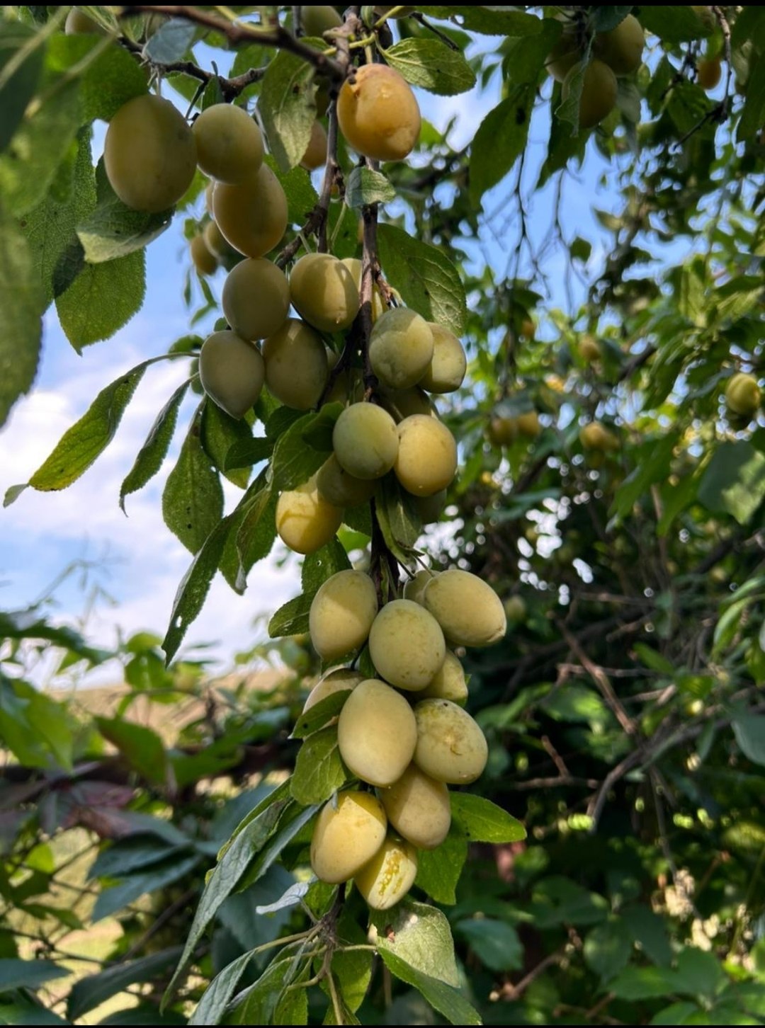 Эльвира - 18 августа 2025 в 20:57 - 2