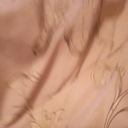 �����, ������ ��������, 43 ����