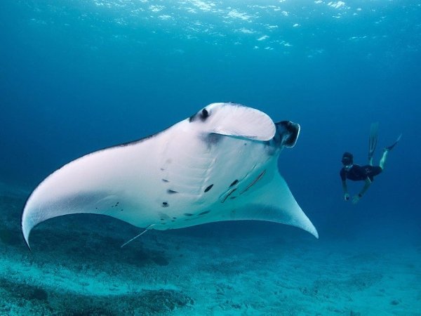 Гигантский морской дьявол, Бали.Манта, или гигантский морской дьявол — самый крупный из скатов, ...