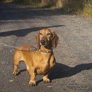 �����, 63 ����, ������������