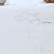 ����, 50 ���, ����