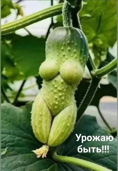 Трое суток у плиты: Банки, перец, огурцы, Помидорчики, салат, Алычовый мармелад... Стонут руки и ...