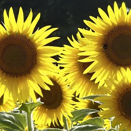 ���� ����, ����, 55 ��� - ��������� 25 ������� 2025