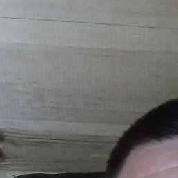 �������, �����������, 38 ���