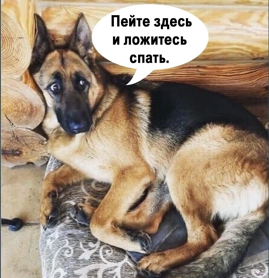 Современные собаки привыкли лежать дома и ничего не делать - 3