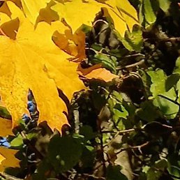 ���������, ������, 41 ���