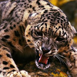 �����, �����-��������, 43 ����