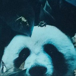 �����, ������, 40 ���