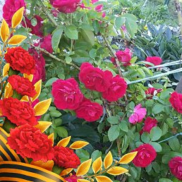 �������, �����������, 53 ����