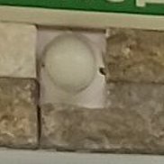 �����, 40 ���, ������