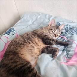 ���� ����������, �����, 18 ���