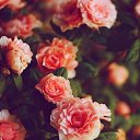 ���� �����, �����������, 27 ��� - ��������� 20 ������� 2025 � ������ ���� ����������