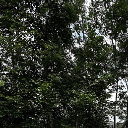 �����, �����������, 50 ���