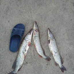 Melis, �������, 50 ���