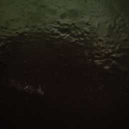 Sonaj, ����, 26 ���