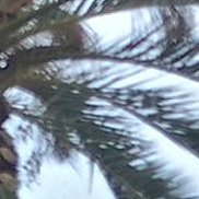 ��������, 51 ���, ��������