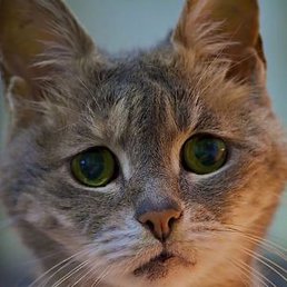 Vladimir, ������, 74 ����