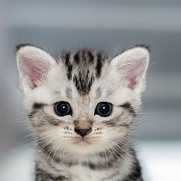 ���� ������, �����������, 32 ���� - ��������� 1 ������ 2024