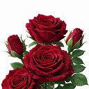 ���� �����, ����� - ��������� 18 ������� 2026