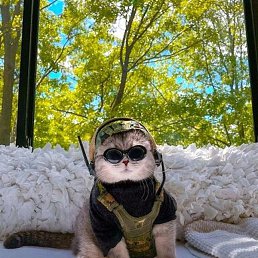 �����, ������, 37 ���