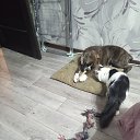  ,  , 57  -  14  2025    