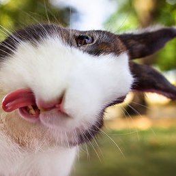 �����, ���������, 51 ���