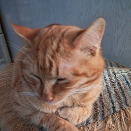 ����, �������, 51 ���