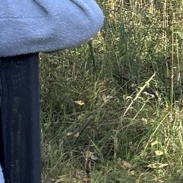 �����, ����������, 52 ����