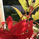���� Nadezhda, ������, 62 ���� - ��������� 17 ������ 2023 � ������ ���� ����������