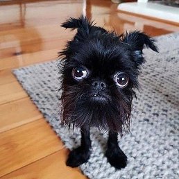 Gurik, �������-�����, 62 ����