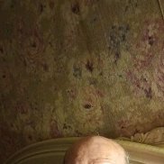 Ը���, 46 ���, ������