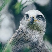 ������, 22 ����, ������