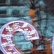 ������, 38 ���, ������