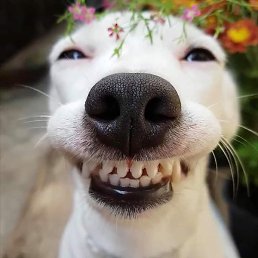 ������, ���������, 51 ���