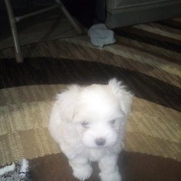 ������, ��������, 49 ���