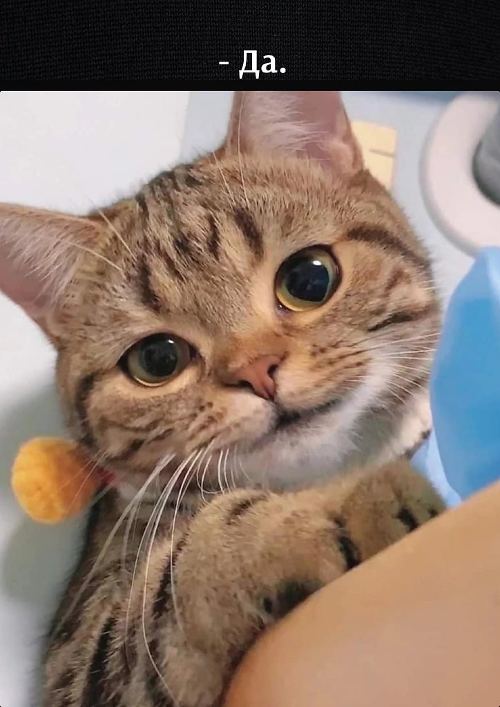 ��� ���� � ����� �� �� - 25 ������� 2026 � 11:00 - 2