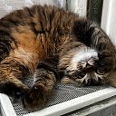 ���� �����, ������, 62 ���� - ��������� 4 ���� 2025 � ������ ���� ����������