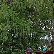 �������, 49 ���, ������