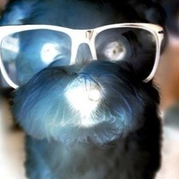 Shinbatsu, �������, 21 ���