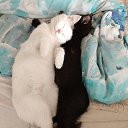 ���� ������ ������� �� ������� ���� ����������
