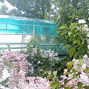 Regina, 26 ���, ������