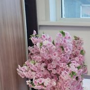 Regina, 41 ���, �������