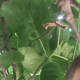 �������, ������, 46 ���