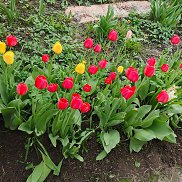 ��������, 38 ���, ������