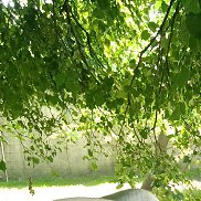 Slava, 42 ����, ����