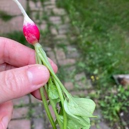 ���������, ������, 57 ���