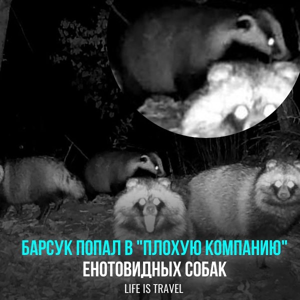 В Амурском парке фотоловушка поймала «банду» из 4 енотовидных собак с которыми тусовался...барсук. ...