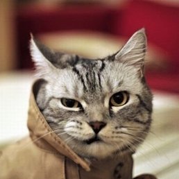 ������, �������, 45 ���