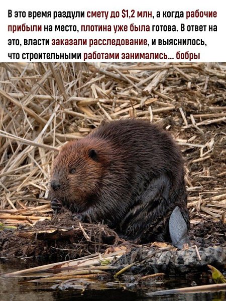 Как бы поступили наши чиновники в такой ситуации? - 2